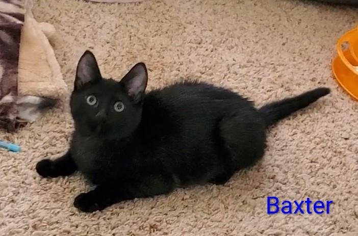 BAXTER - Domestic Medium Hair available for adoption