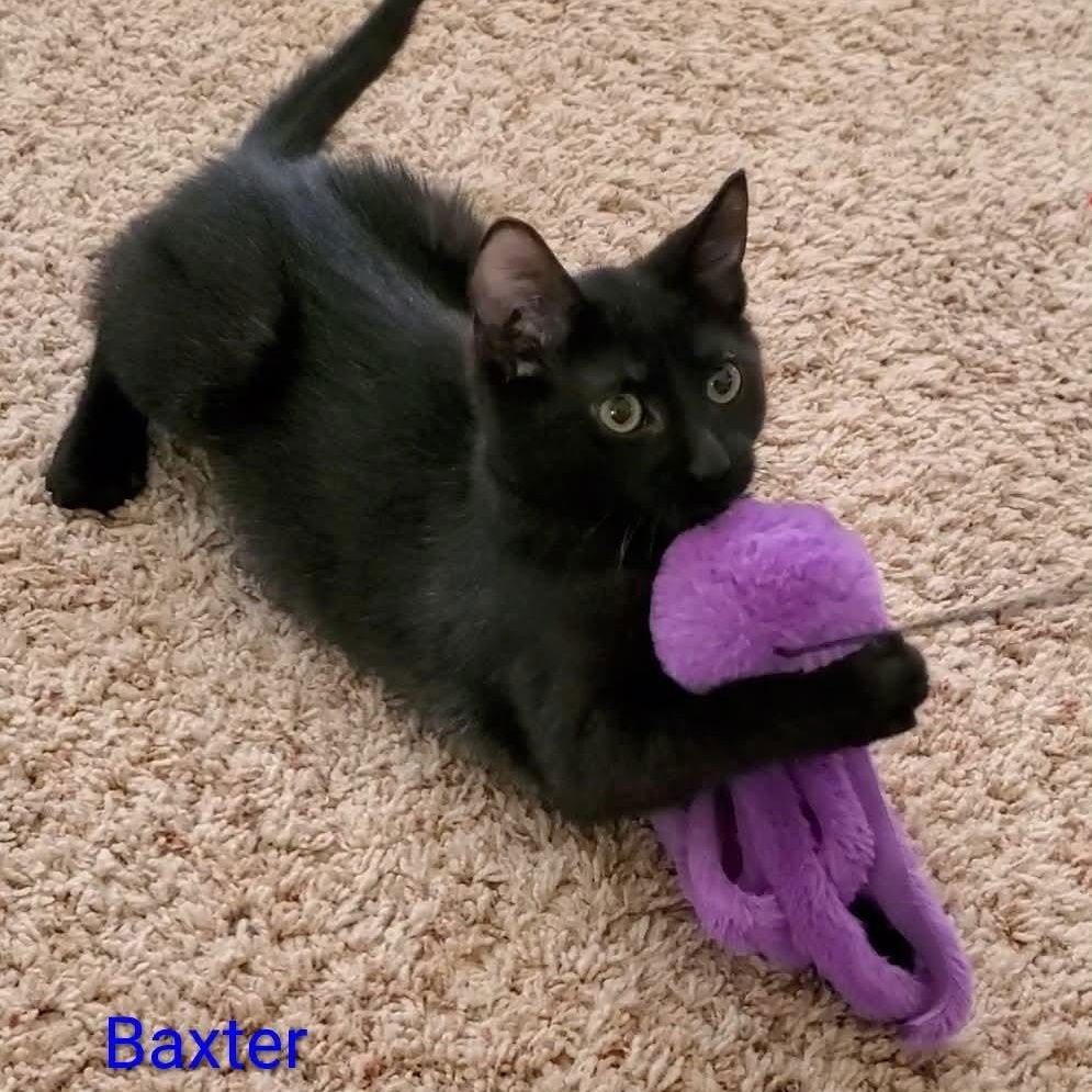 BAXTER - Domestic Medium Hair available for adoption