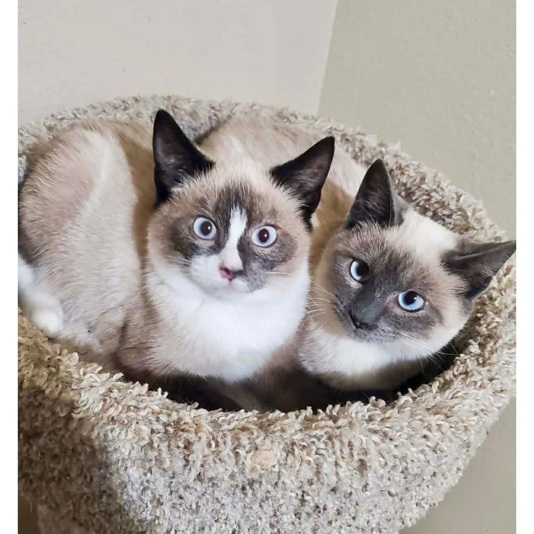 NOVA - Domestic Short Hair available for adoption