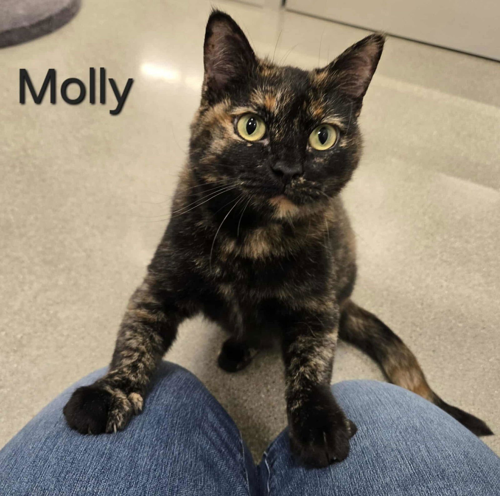 MOLLY - Domestic Short Hair available for adoption
