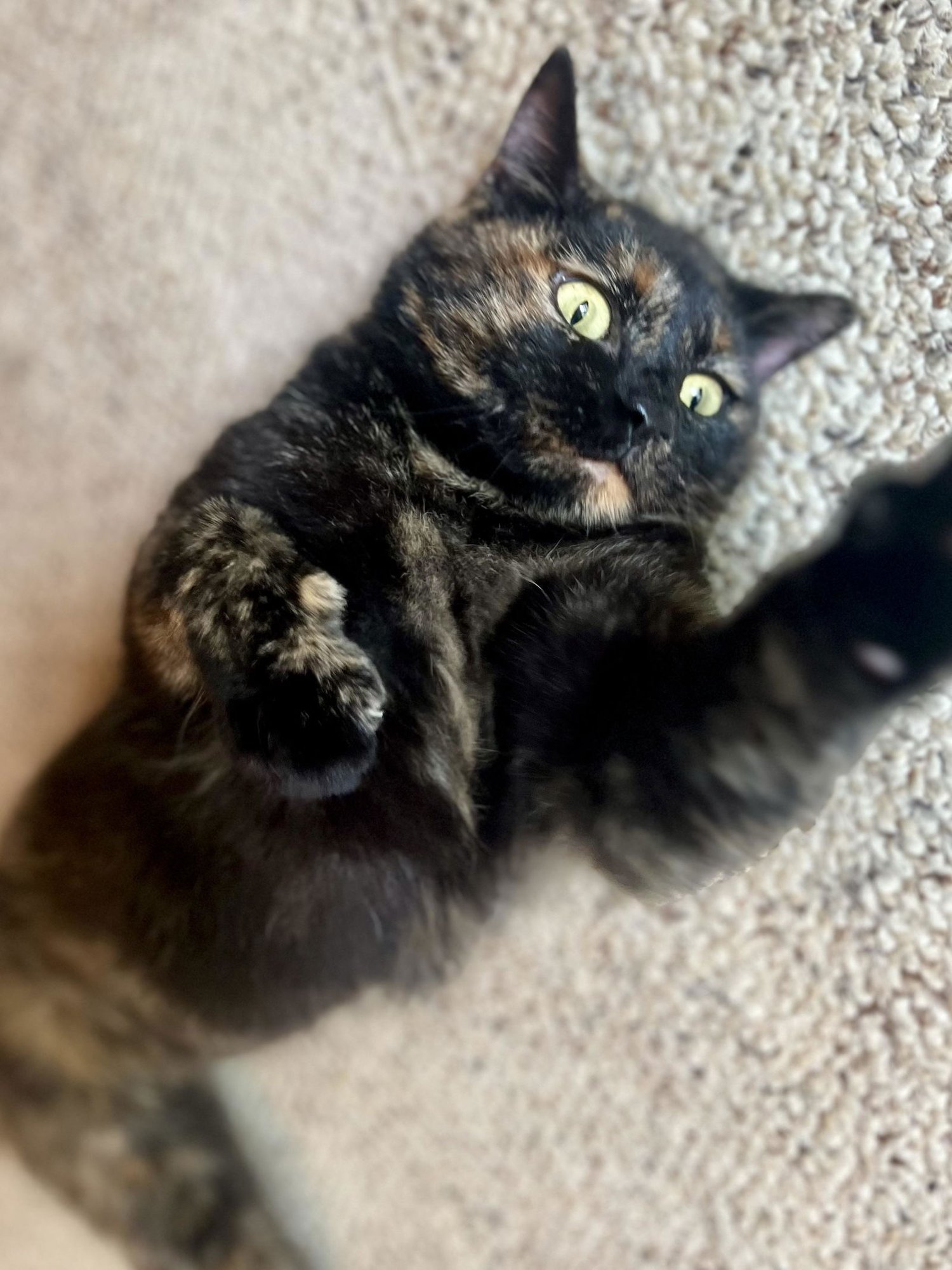 MOLLY - Domestic Short Hair available for adoption