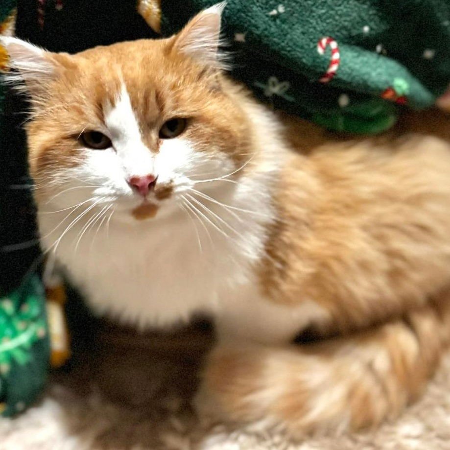 ASLAN - Domestic Long Hair available for adoption