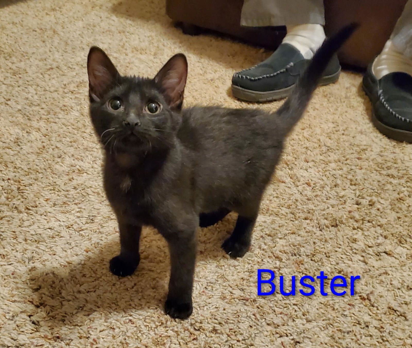 BUSTER - Domestic Medium Hair available for adoption