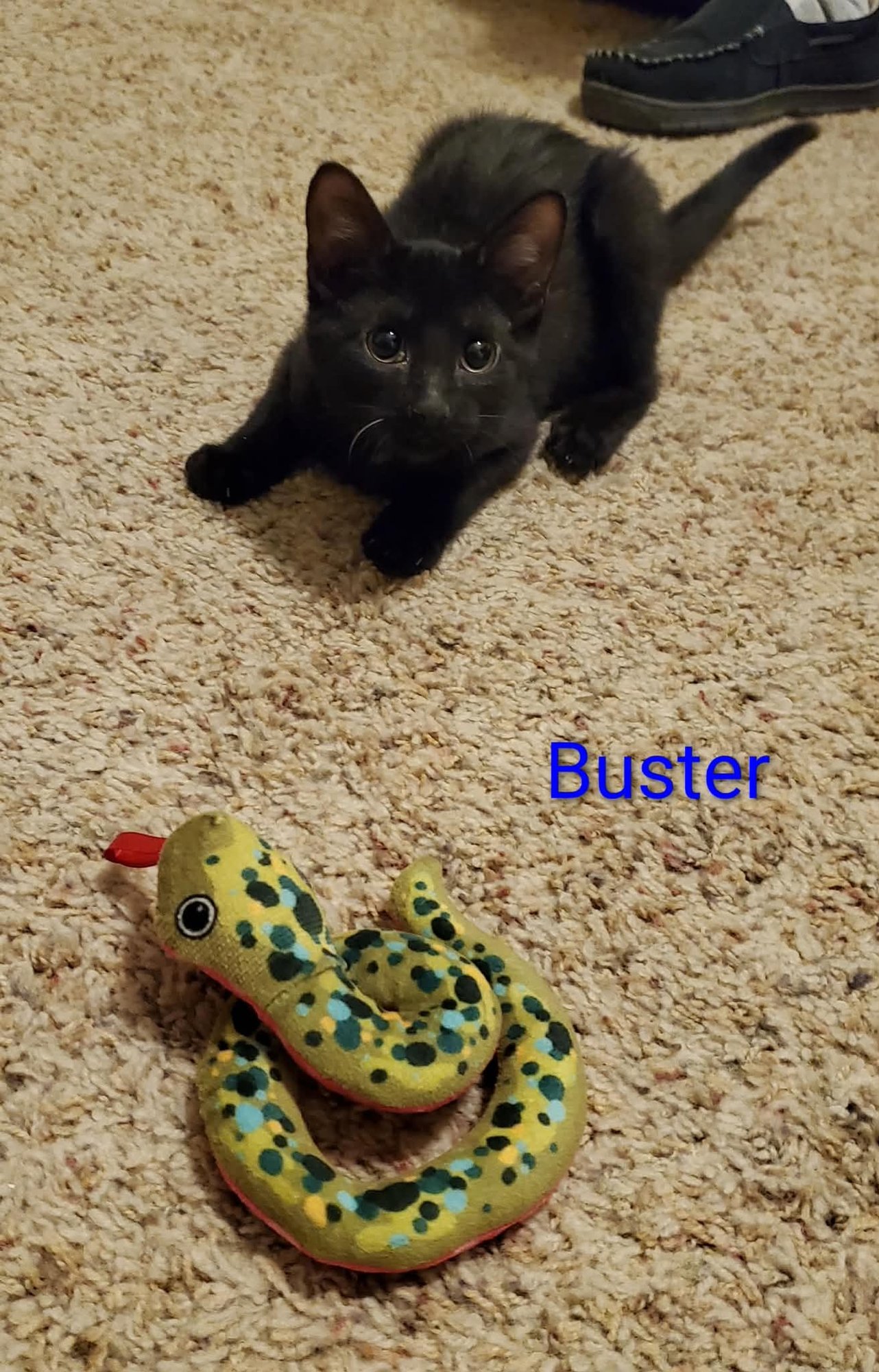 BUSTER - Domestic Medium Hair available for adoption