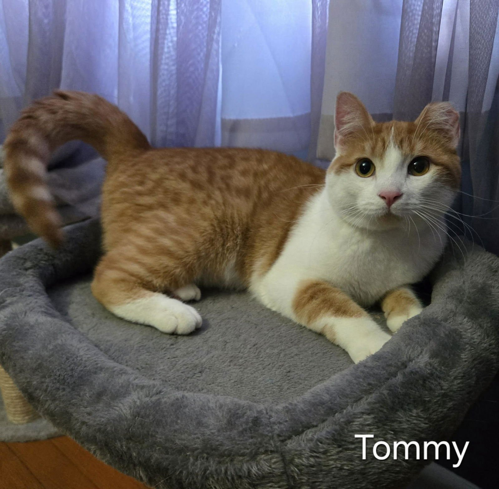 TOMMY - Domestic Short Hair available for adoption
