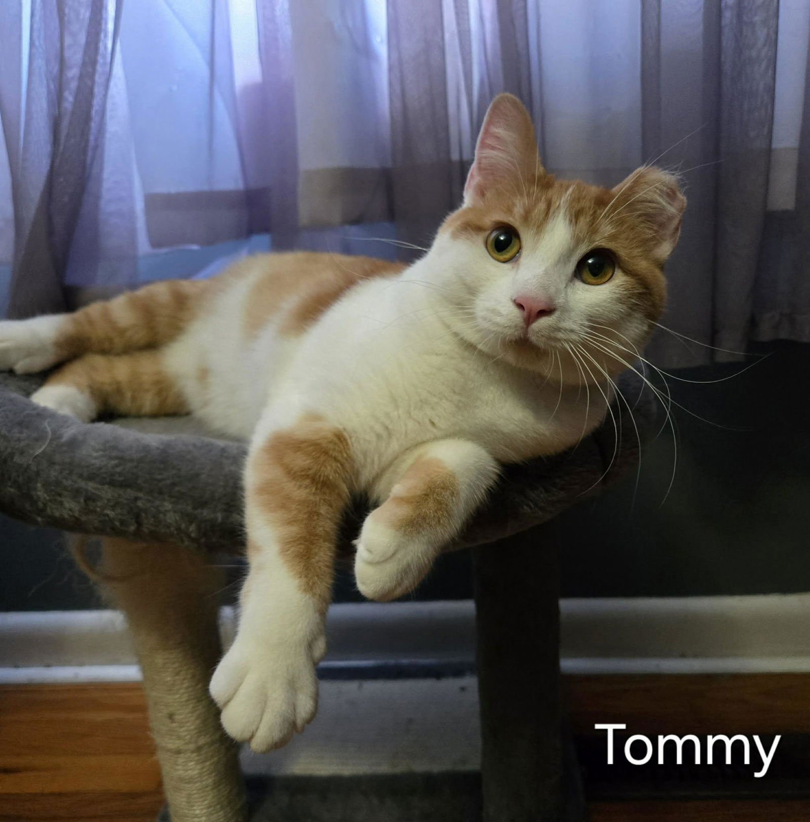 TOMMY - Domestic Short Hair available for adoption