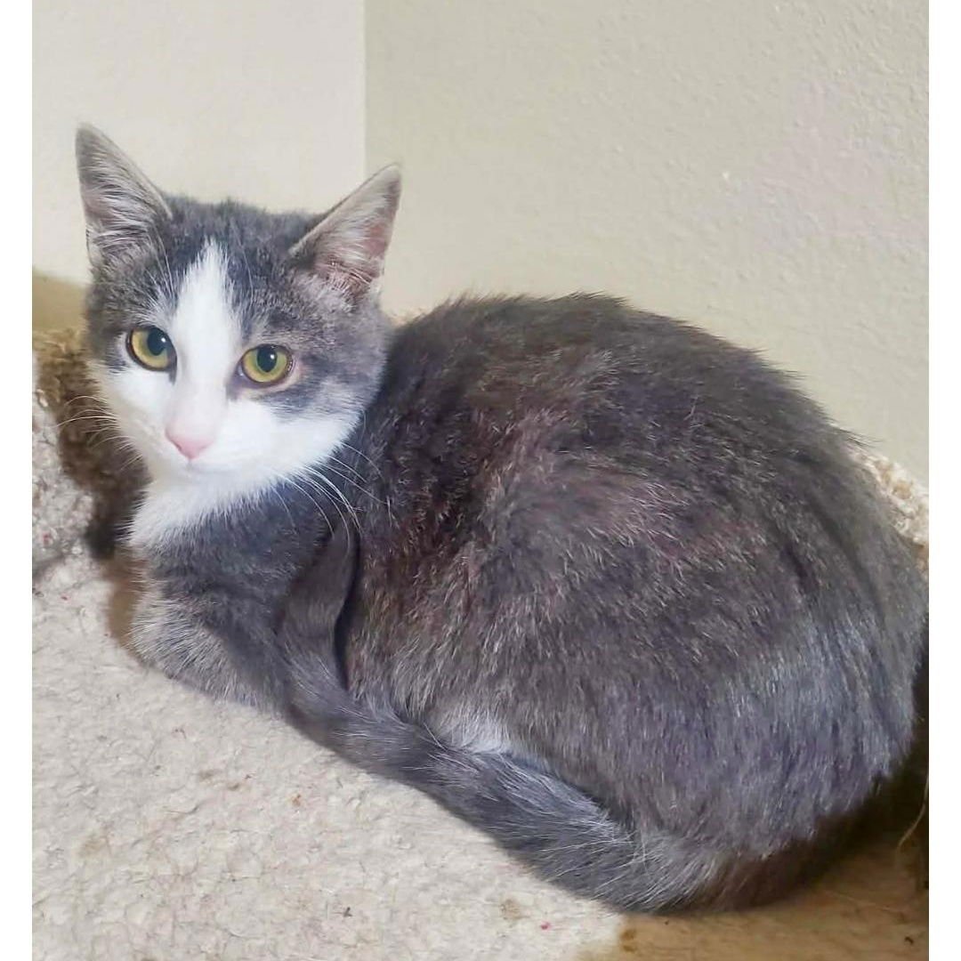 NIKO - Domestic Short Hair available for adoption