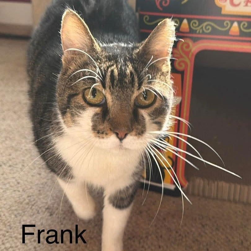 FRANK - Domestic Short Hair available for adoption