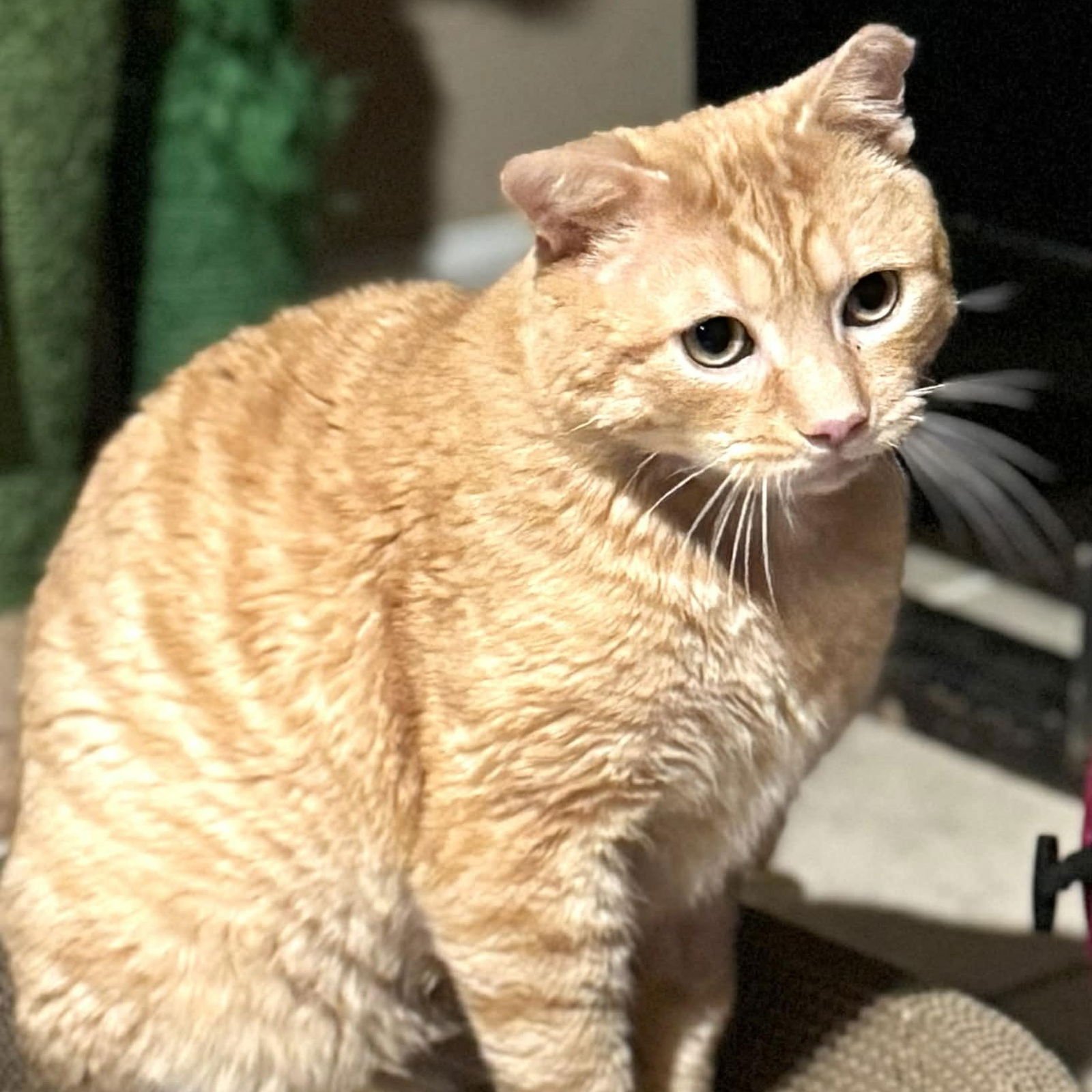 TIGER - Domestic Short Hair available for adoption