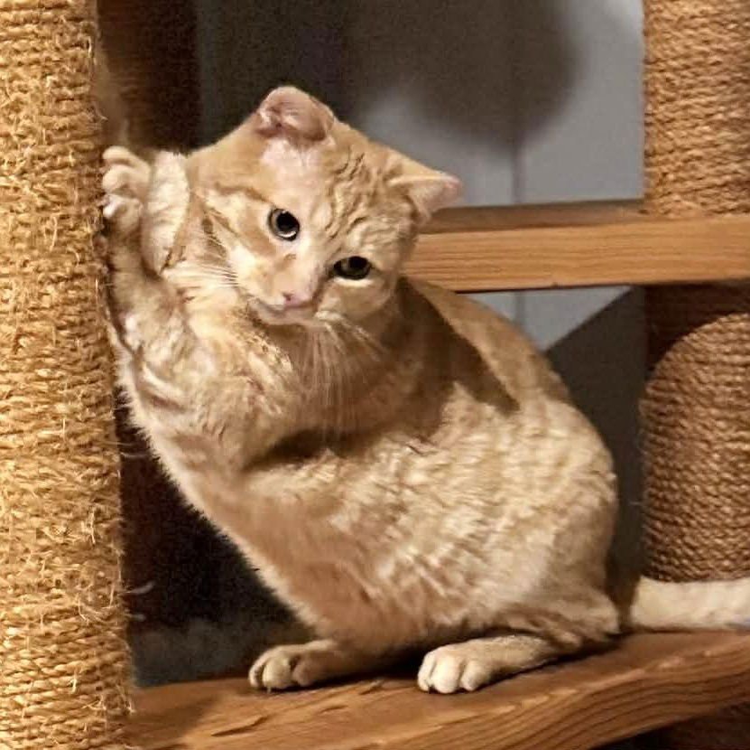 TIGER - Domestic Short Hair available for adoption