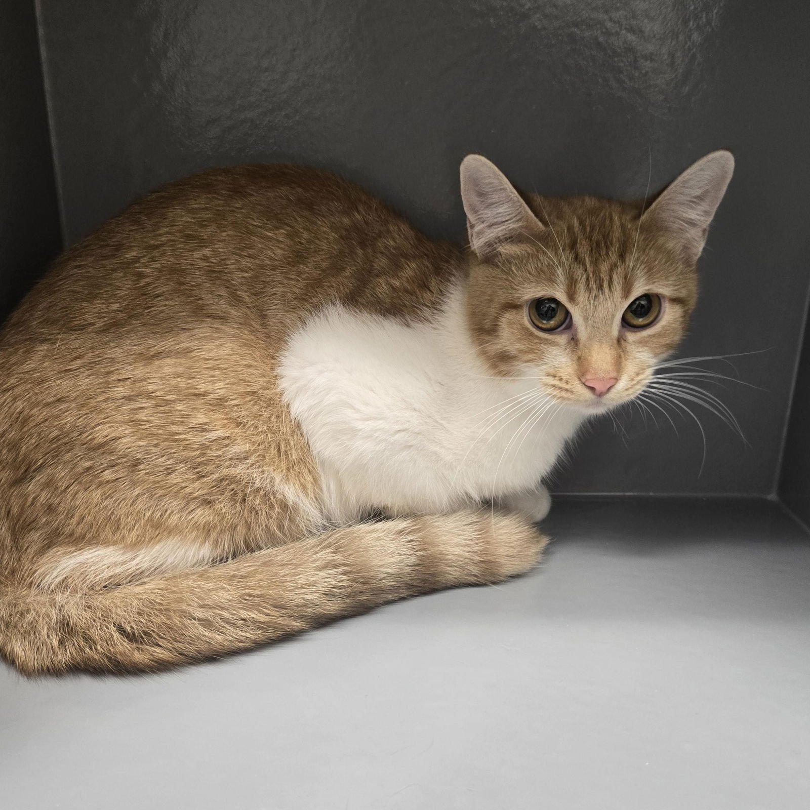 POLLY - Domestic Short Hair available for adoption