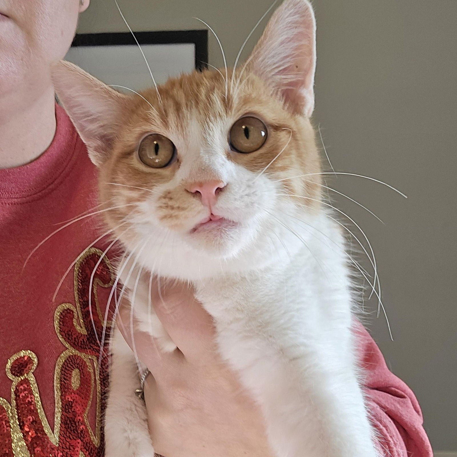 CHANDLER - Domestic Short Hair available for adoption