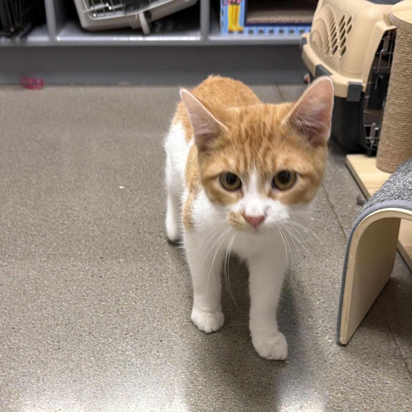 CHANDLER - Domestic Short Hair available for adoption