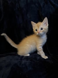 Griffin 26 - Photo 4