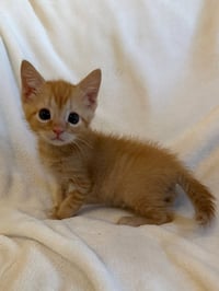 Griffin 26 - Photo 2