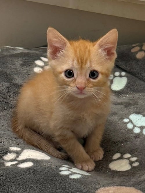 GRIFFIN 26 - Domestic Short Hair for adoption in Nashville