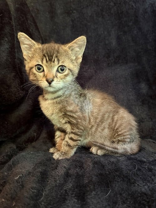 FREDERICK THE GREAT - Domestic Short Hair for adoption in Nashville