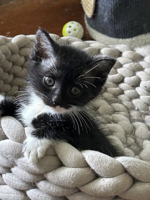 THELMA - Domestic Short Hair for adoption in Nashville
