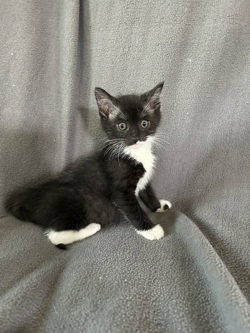 THELMA - Domestic Short Hair available for adoption