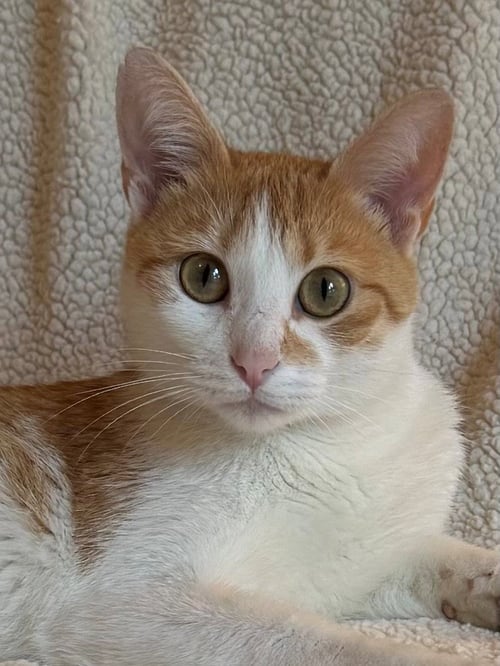 LIBERTY - Domestic Short Hair / American Shorthair for adoption in Nashville