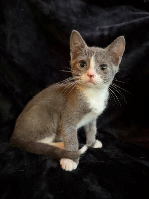 MR. BEAN 26 - Russian Blue / Domestic Short Hair available for adoption