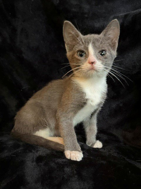 MR. BEAN 26 - Russian Blue / Domestic Short Hair for adoption in Nashville