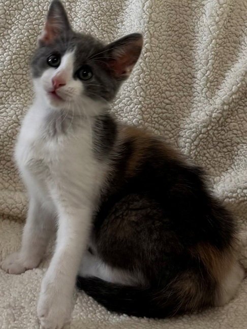POP CORN - Domestic Short Hair available for adoption