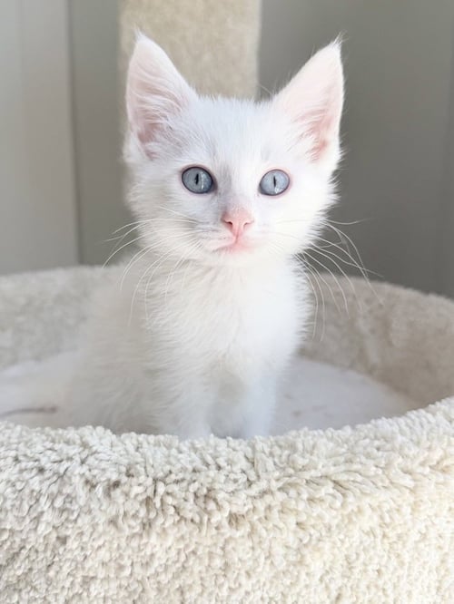 EVEREST - Siamese / Domestic Short Hair for adoption in Nashville