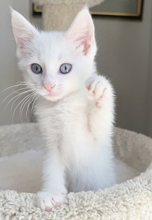 EVEREST - Siamese / Domestic Short Hair available for adoption