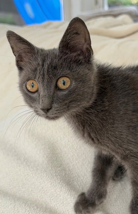 TWIGGY - Domestic Short Hair / Russian Blue available for adoption