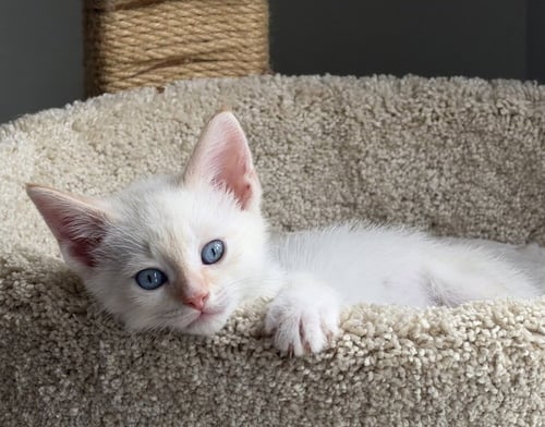DENALI - Siamese / Domestic Short Hair available for adoption