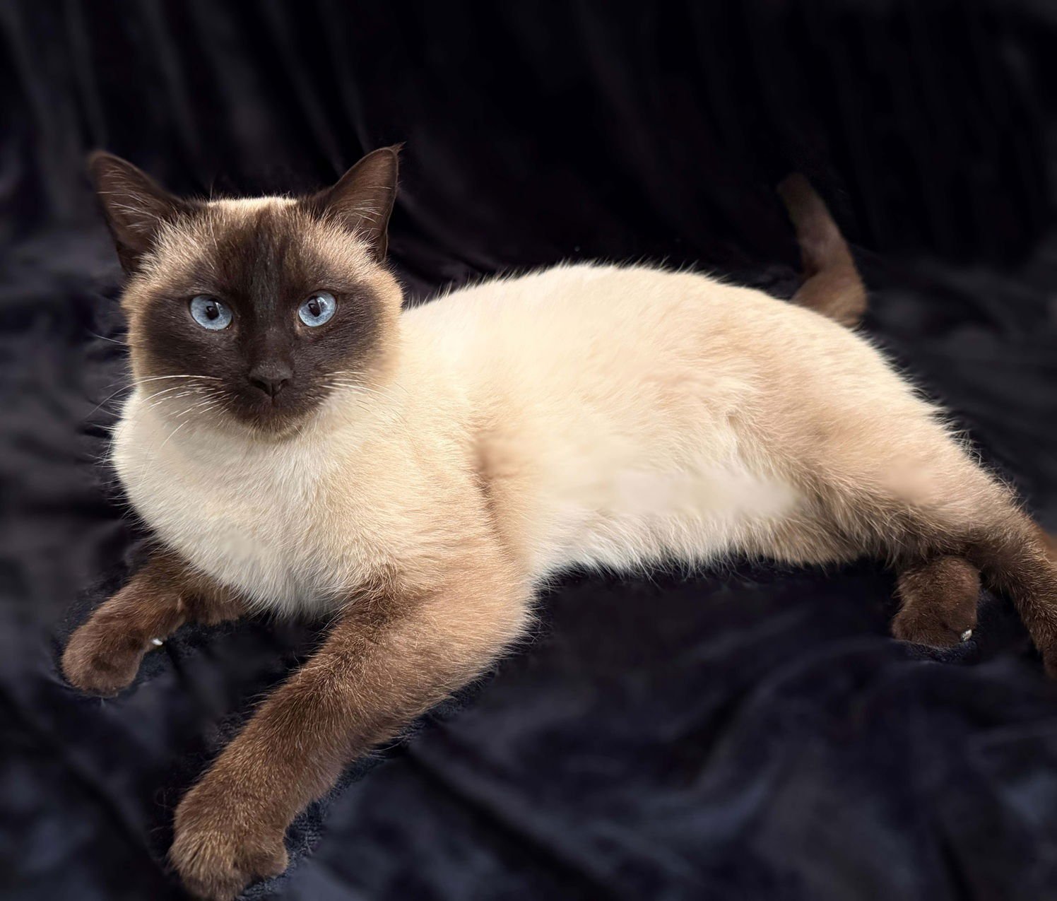 CUPCAKE25 - Siamese available for adoption