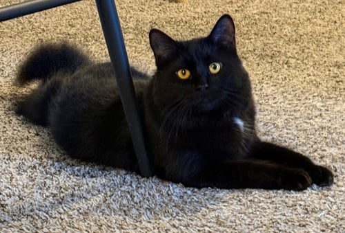 ALBUS - Maine Coon / Domestic Medium Hair available for adoption