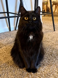 Albus - Photo 2