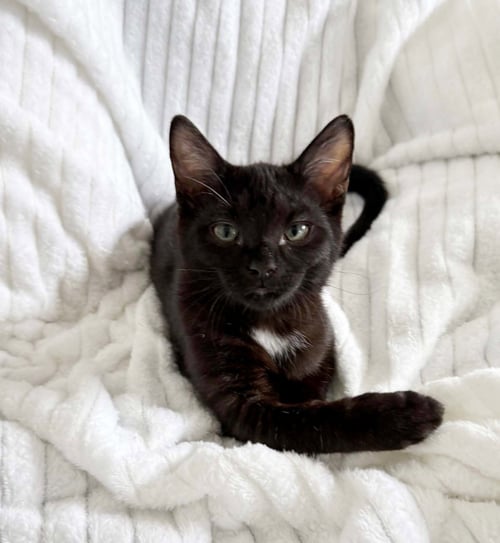TOM FORD - Domestic Short Hair for adoption in Nashville
