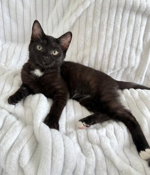 TOM FORD - Domestic Short Hair available for adoption