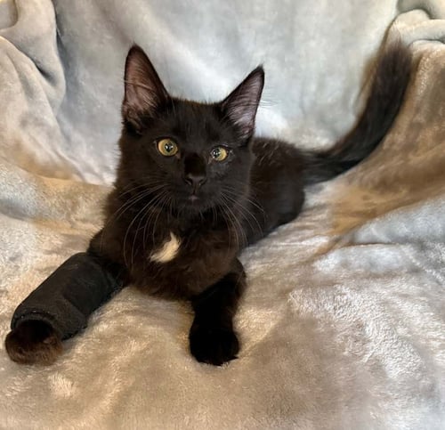 BLACK BART 26 - Maine Coon / Domestic Medium Hair for adoption in Nashville