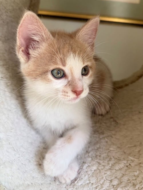 MCKINLEY - Domestic Short Hair / Domestic Short Hair available for adoption