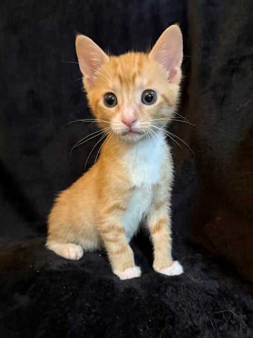 DANIEL WILLIAM - Domestic Short Hair available for adoption