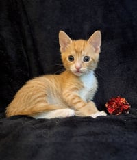 Daniel William - Photo 4