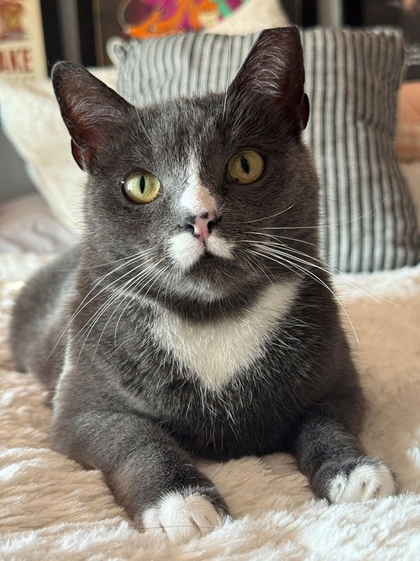 MOCHI - Domestic Short Hair for adoption in Nashville