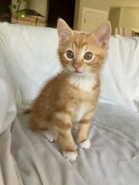 Bert - Photo 1