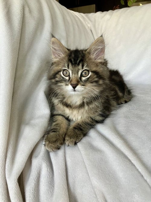 ERNIE 26 - Domestic Medium Hair / Maine Coon for adoption in Nashville