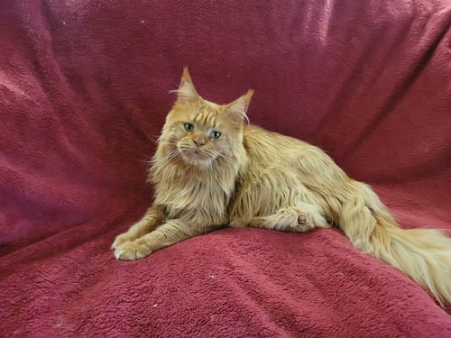 JOE - Maine Coon for adoption in Nashville