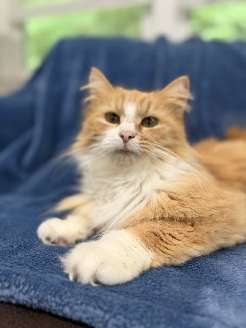 BRIE - Maine Coon / Domestic Long Hair available for adoption