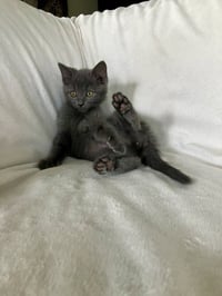 CatFish - Photo 4