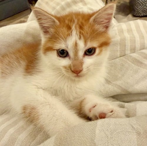 GENERAL - Domestic Short Hair / Domestic Short Hair for adoption in Nashville