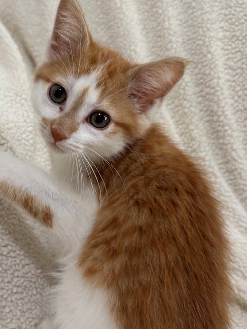 GENERAL - Domestic Short Hair / Domestic Short Hair for adoption in Nashville