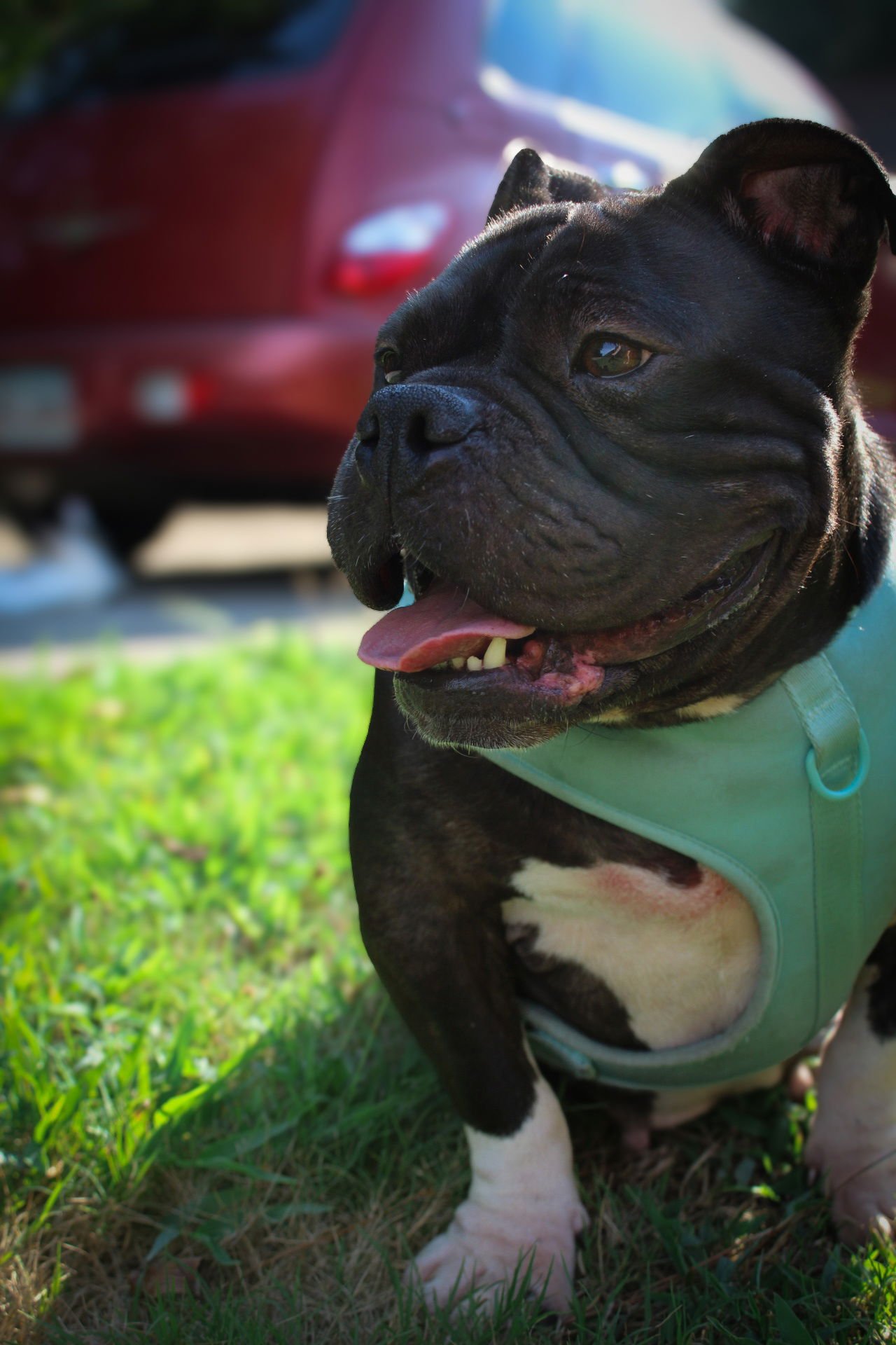 BEAUTY - Bulldog available for adoption