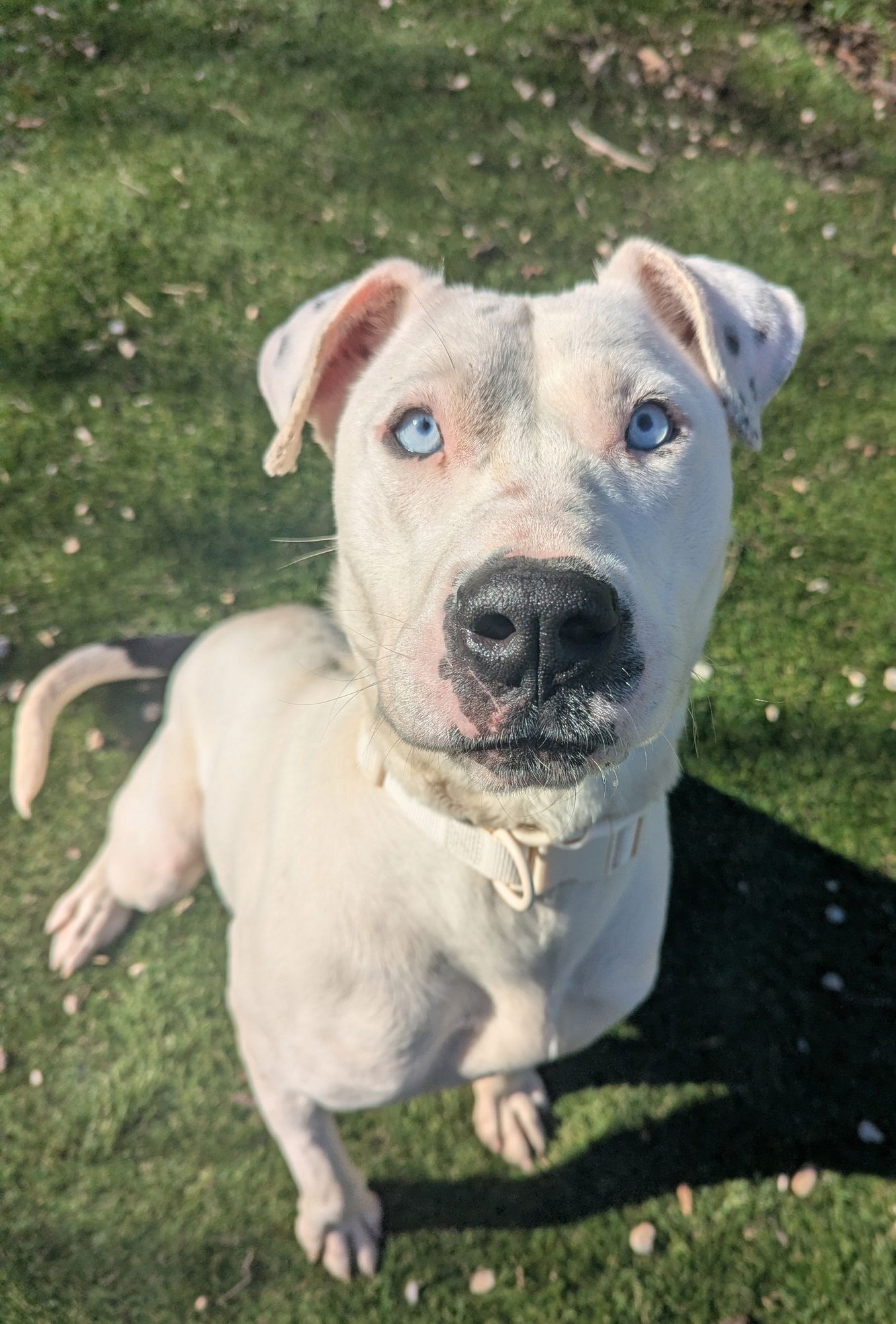 WINTER - Catahoula Leopard Dog / American Pit Bull Terrier available for adoption